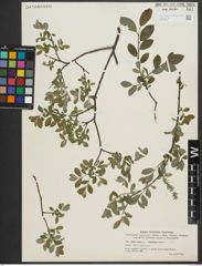 Foto von Salix repens L. x Salix starkeana Willd.